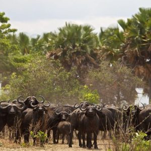 Katavi Wildlife Camp Büffel
