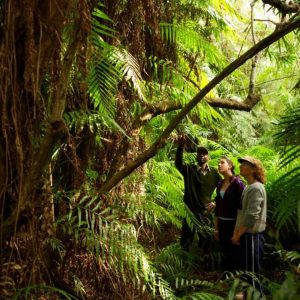 Kosi Forest Lodge Raffia Forest