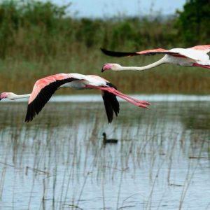 Kosi Forest Lodge Vogelparadies