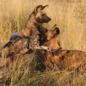 Kwando Lagoon Camp seltene Wildhunde