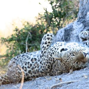 Kwando Lagoon Camp Tiersichtung
