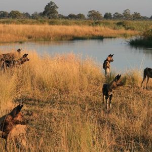 Kwando Lagoon Camp typische Sicht: Wildhunde