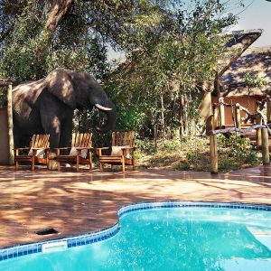 Kwando Lagoon Camp Besucher am Pool