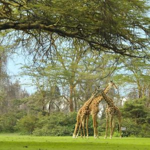 Lake Naivasha Sopa Lodge