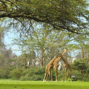 Lake Naivasha Sopa Lodge