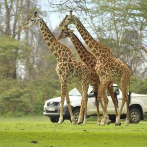 Lake Naivasha Sopa Lodge