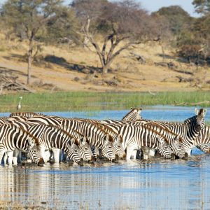 Leroo La Tau typisches Bild während der Zebra Migration