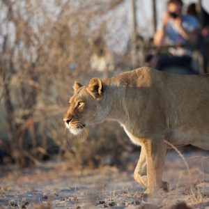 Leroo La Taul Pirschfahrt