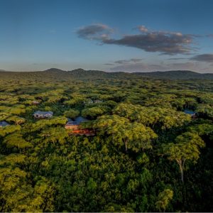 Lions Paw Camp, Lage im Wald