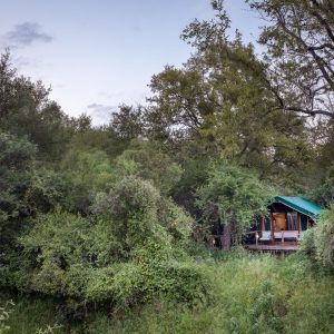 Mashatu-Tent-Camp-Tent mitten im Dickicht