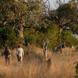 Walking Safari in der Mappula Lodge