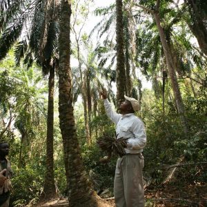 Mbali Mbali Gombe Camp