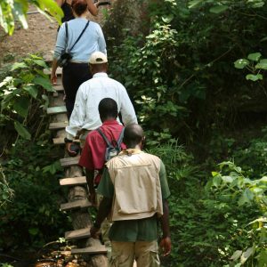 Mbali Mbali Gombe Camp