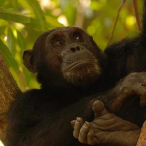 Mbali Mbali Gombe Camp