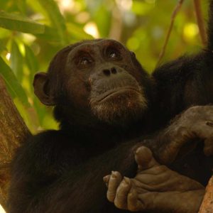 Mbali Mbali Gombe Camp