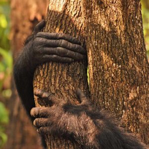 Mbali Mbali Gombe Camp