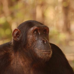 Mbali Mbali Gombe Camp