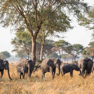 Mbali Mbali Katavi Lodge