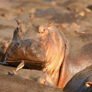 Mbali Mbali Katavi Lodge