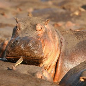 Mbali Mbali Katavi Lodge