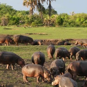 Mbali Mbali Katavi Lodge