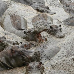 Mbali Mbali Katavi Lodge