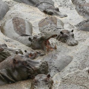 Mbali Mbali Katavi Lodge