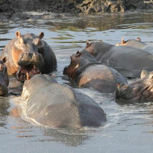 Mbali Mbali Katavi Lodge