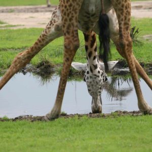 Mbali Mbali Katavi Lodge
