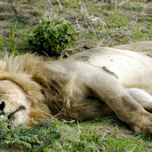 Mbali Mbali Katavi Lodge