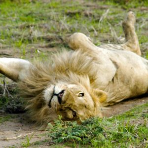 Mbali Mbali Katavi Lodge