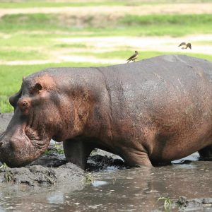 Mbali Mbali Katavi Lodge