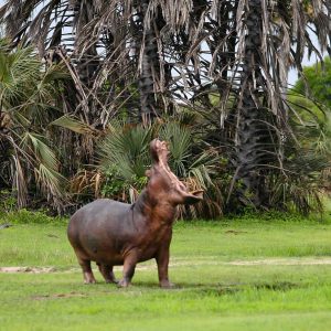 Mbali Mbali Katavi Lodge