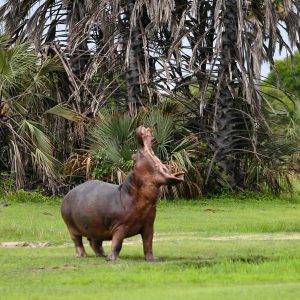 Mbali Mbali Katavi Lodge