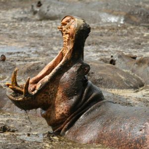 Mbali Mbali Katavi Lodge