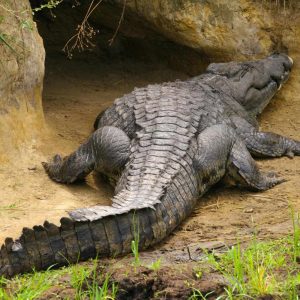 Mbali Mbali Katavi Lodge