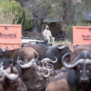 Mohlabetsi Safari Lodge Eingang