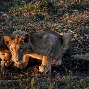 Montebelo Gorongosa Lodge & Safari