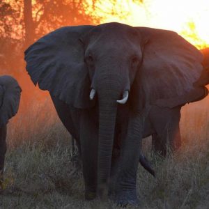 Montebelo Gorongosa Lodge & Safari