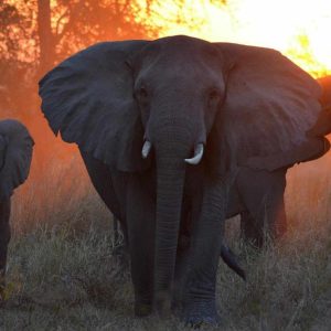 Montebelo Gorongosa Lodge & Safari