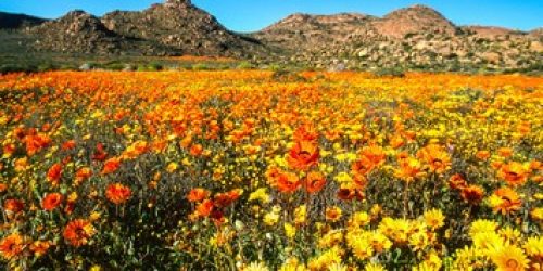 Namaqua