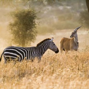 Ndarakwai Camp, Tiere