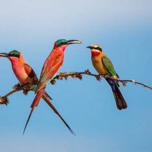 Ndhovu Safari Lodge[24.04.23]}_27