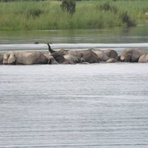 Ndhovu Safari Lodge Elefantencrossing