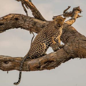 Nehimba Safari Lodge auf Pirschfahrt