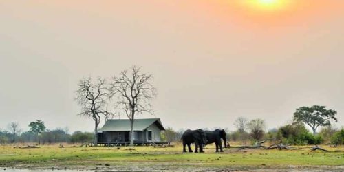 Nogatsaa Tent with Elephants