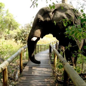 Oddballs Camp, gigantischer Besuch