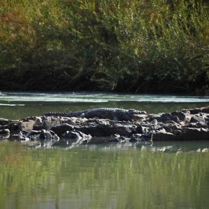 Omarunga Epupa Falls Camp, Krokodile
