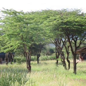 Oseki Mara Camp, Zelte