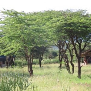 Oseki Mara Camp, Zelte